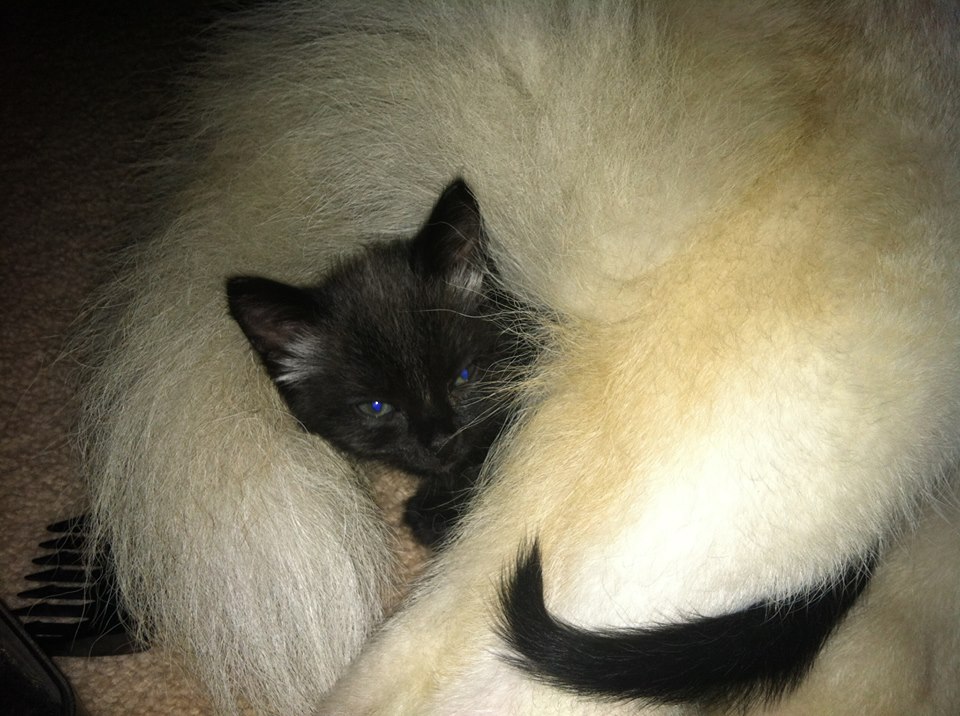 one of the kittens asleep in Konas tail