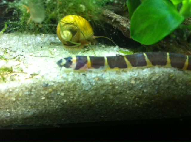 One of the many striped kuhli loaches.