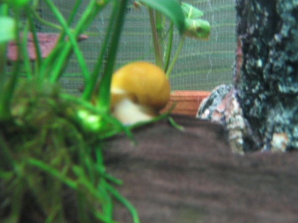 One of the remaining snails