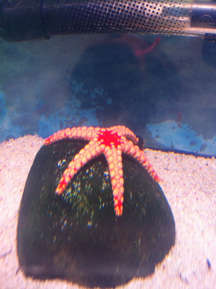 One of the starfish