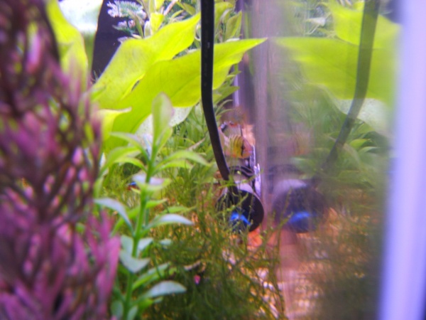 One of two German Blue Rams, hiding in the back of the tank.