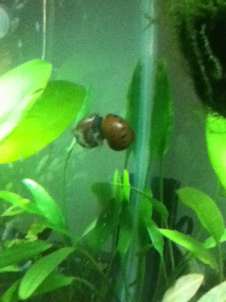 One tiger shrimp and nerite snail. Best buds! Haha