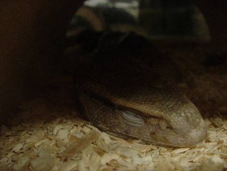 One tired Savanah Monitor in his cave looking home.
