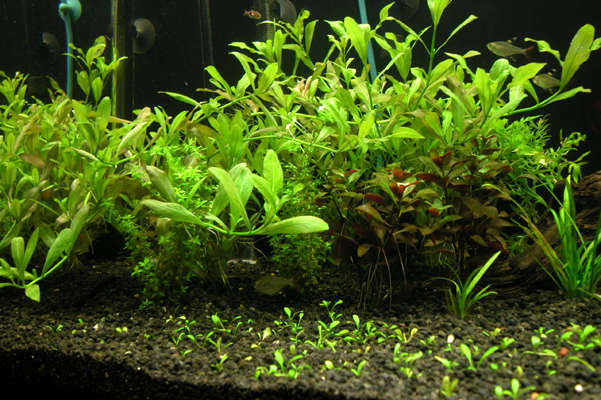 Only after 5 days the Hygrophila Polysperma has already started to take over