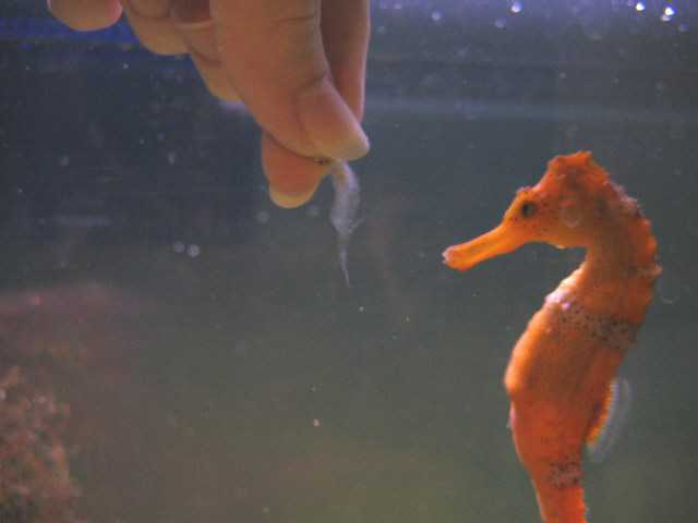 orange brazillian sea horse about to eat a ghost shrimp