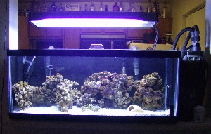 Our 20L gl reef tank... it doesnt have much we just started it! :)