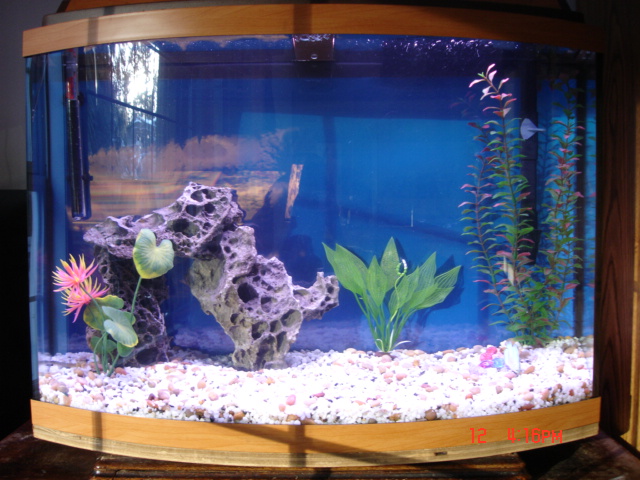 Our 36 gal aquarium