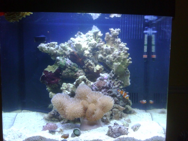 Our aquarium now.  As you can see, we have lost some coral on the left.