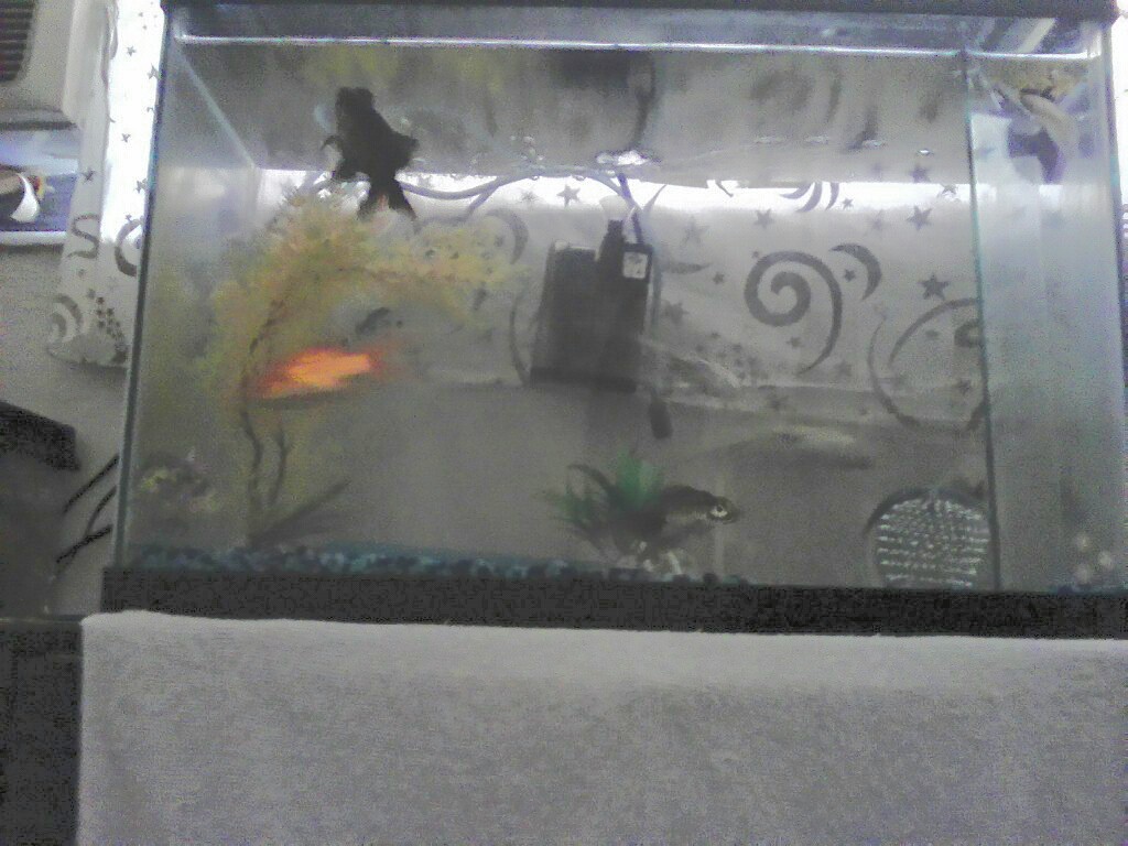 Our aquarium.