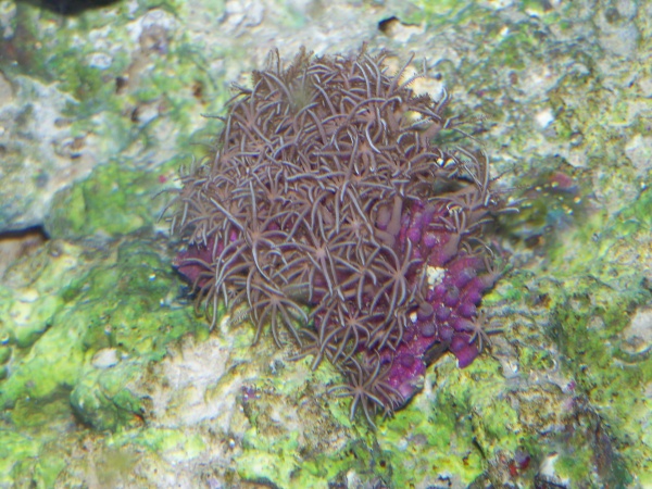 Our first star polyps