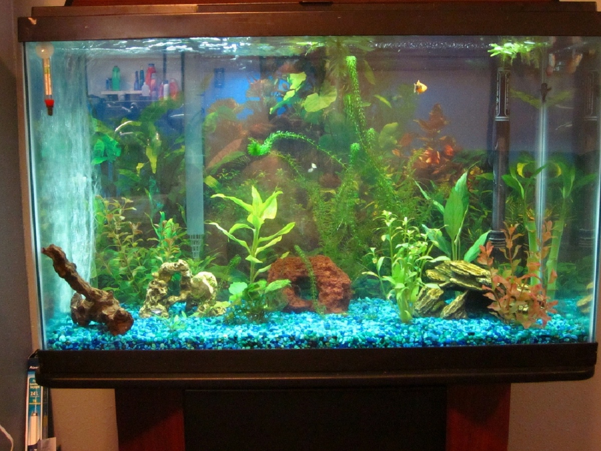 Our first tank.  It has mollies, guppies, a dwarf gourami and a BN pleco.