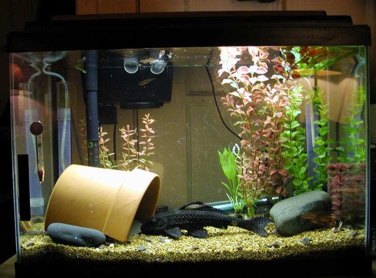 Our "free" pl*co and his free 20 gallon tank!
