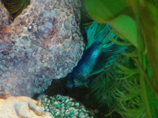 Our Male Crowntail Betta is searching out the corydoras. He finds them and they school together for awhile every day.