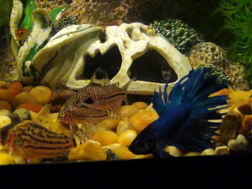 Our male Crowntail Betta thinks he is a schooling corydoras catfish LOL!