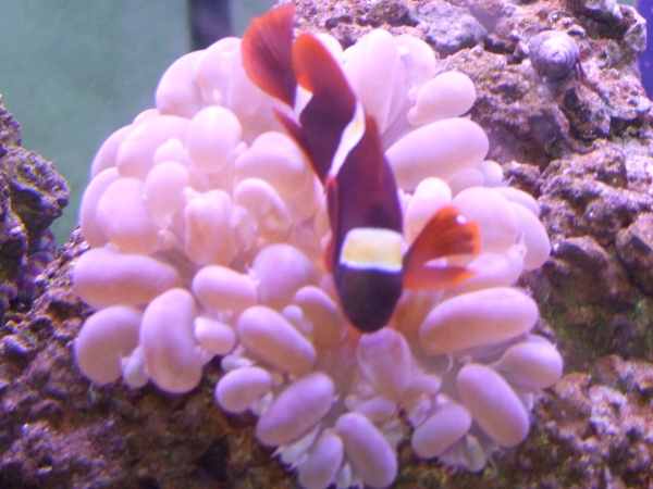 Our maroon clownfish hosting the bubble coral.  He also tries to host our plate coral.