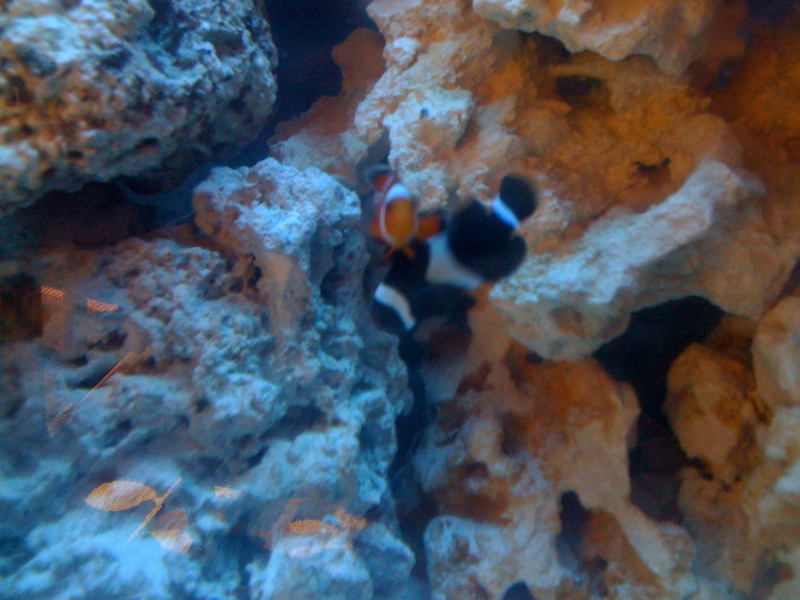 Our pair of clownfish. Finny and Oreo