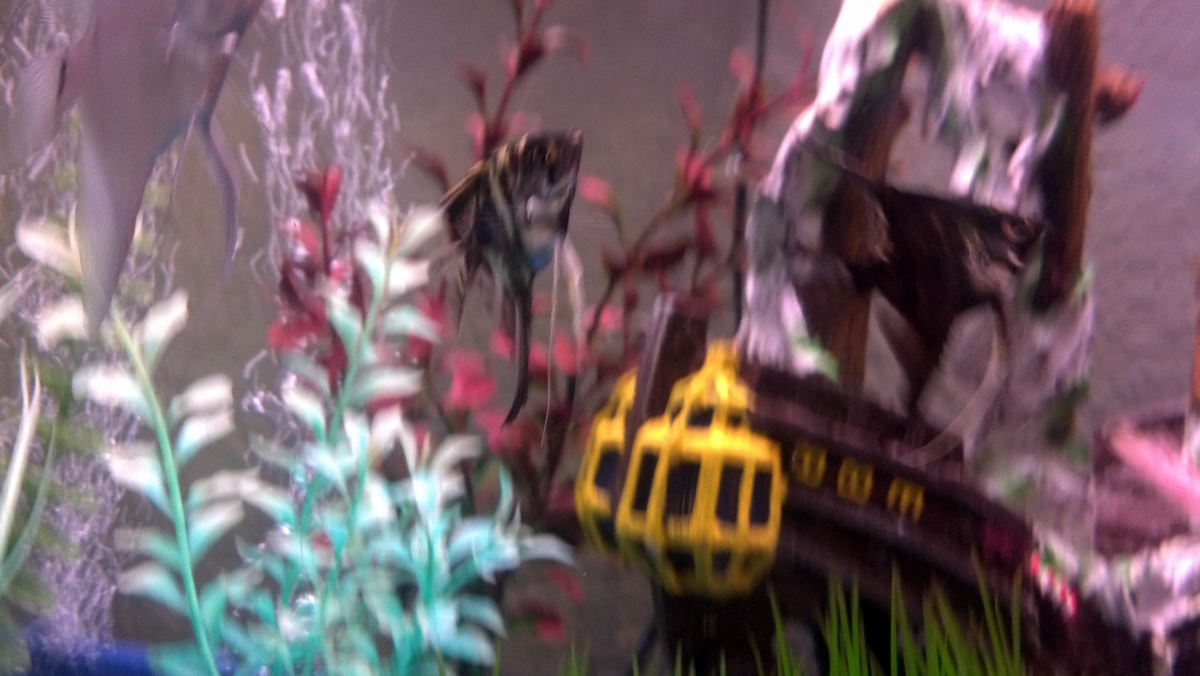 our smaller angelfish playing