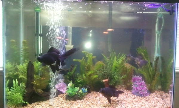 our tank