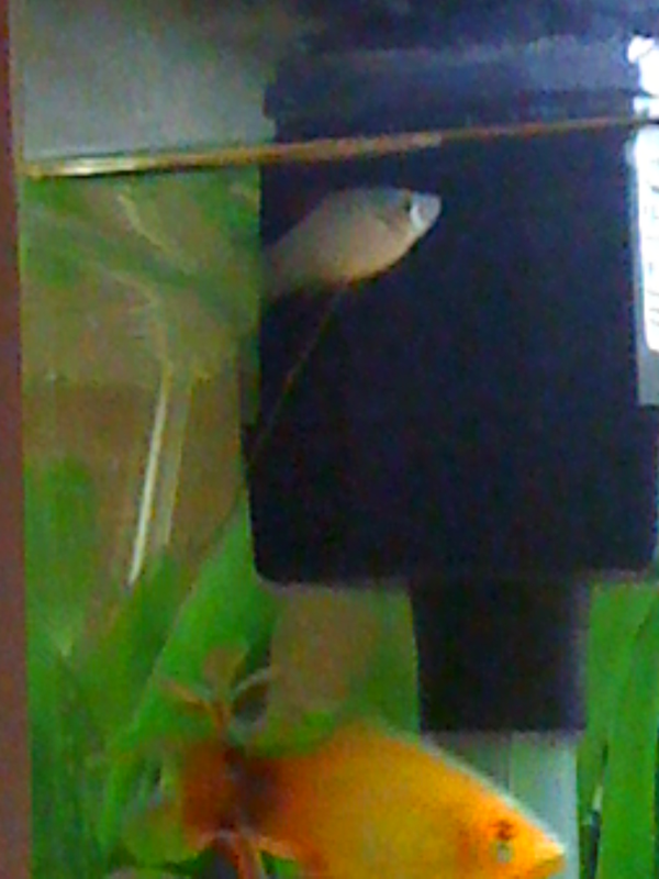 own bred mickey mouse platy