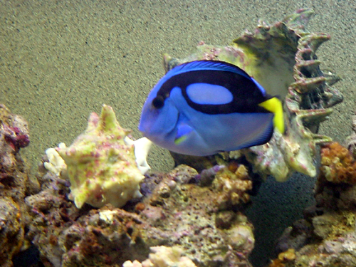 Pacific Blue Tang
