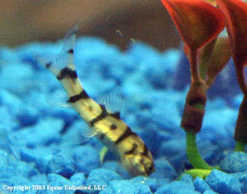 Pakistani Loach doing what he does best - scavenging for leftovers.
