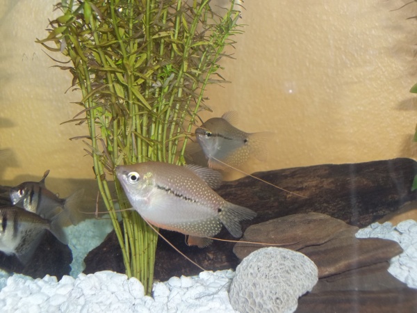 Pearl Gouramis-used the Black Skirt Tetras as dither fish. Since then the Gouramis are in own tank with a Pictus & a Clown Plec.
