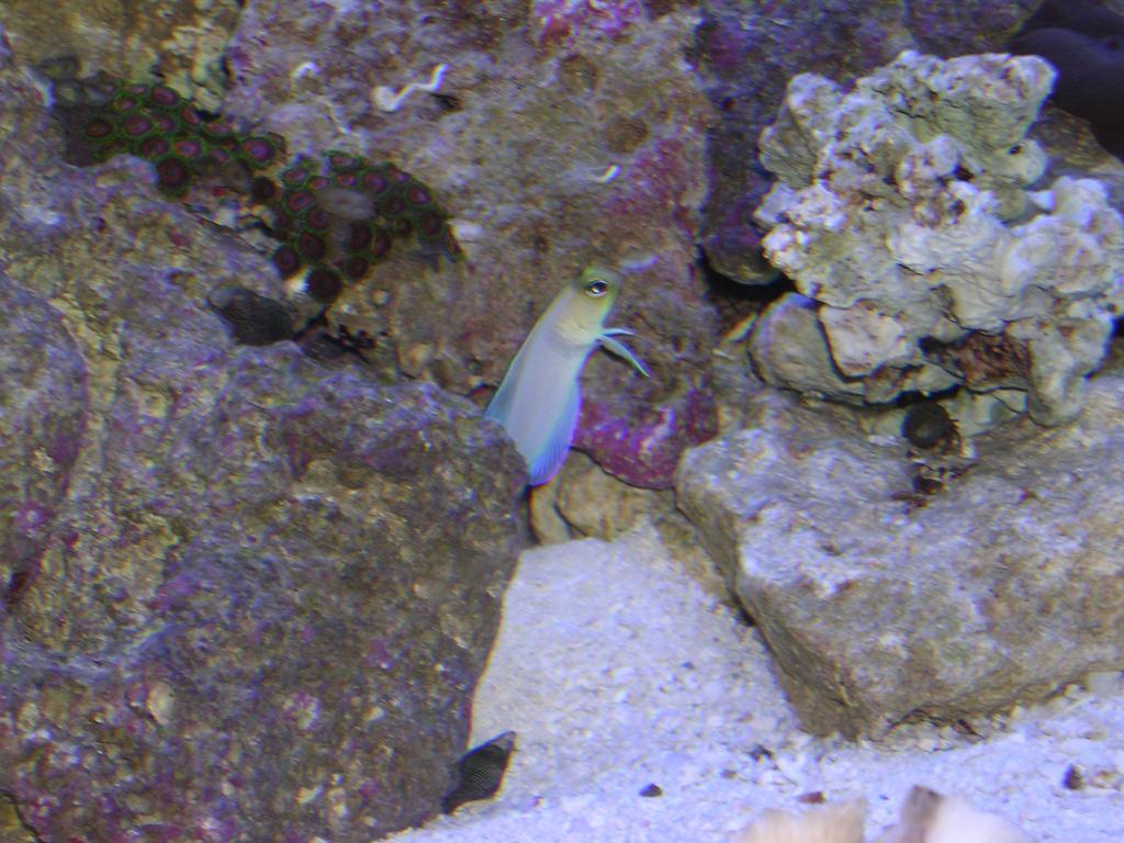 "Pearly" my Jawfish