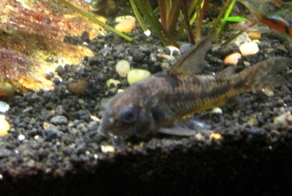 peppered cory