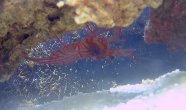 peppermint shrimp med