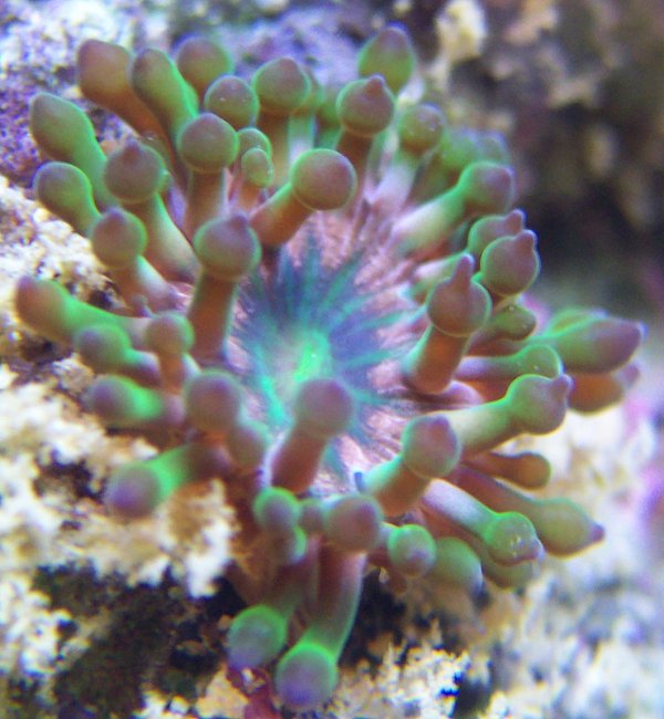 Pest anemone
