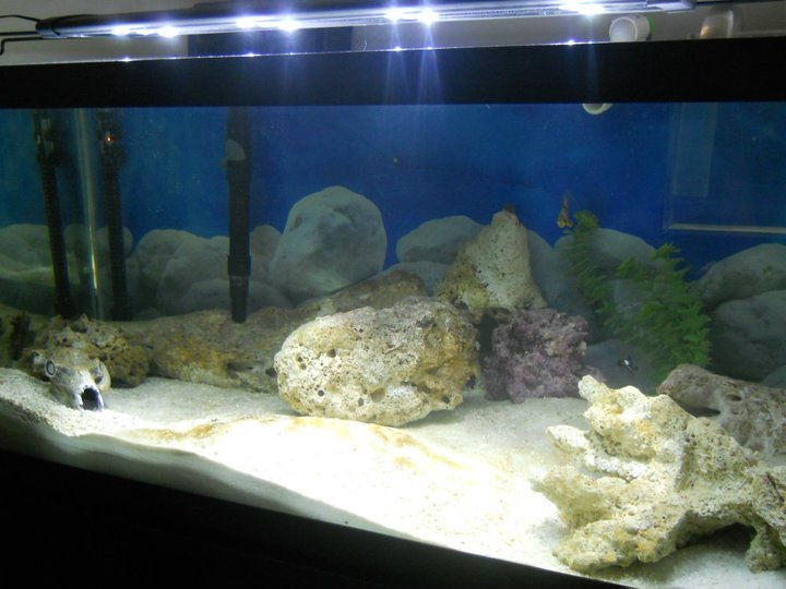 Photos of my 40g Marine Aquarium