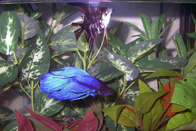 Pic of my betta Ralph next to an  Angelfish. Both of those fish eat right out of my hand.