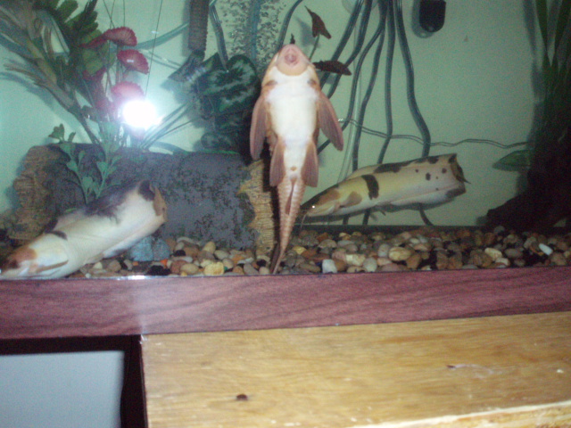 Pics of my chocolate albino pleco with my claris catfish swimming around him or her.