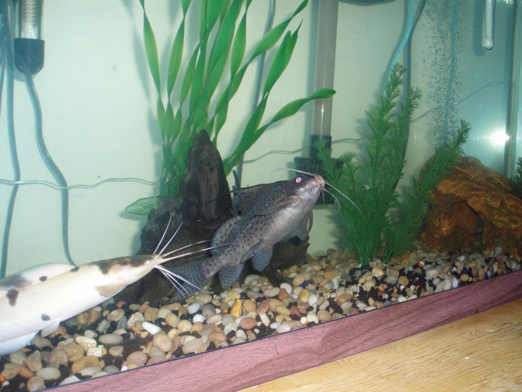 Pics of Whiskers the Claris and Ice Tea the Upside Down Catfish