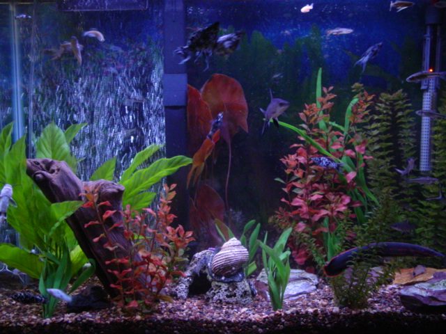 Picture of my 37Gal tank!