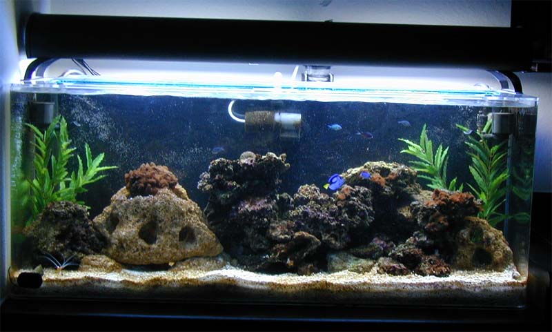 Picture of my 55-gal tank, with regal tang and cromises