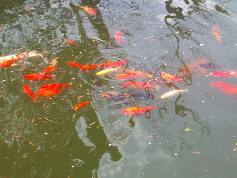 Picture of the Koi at local zoo