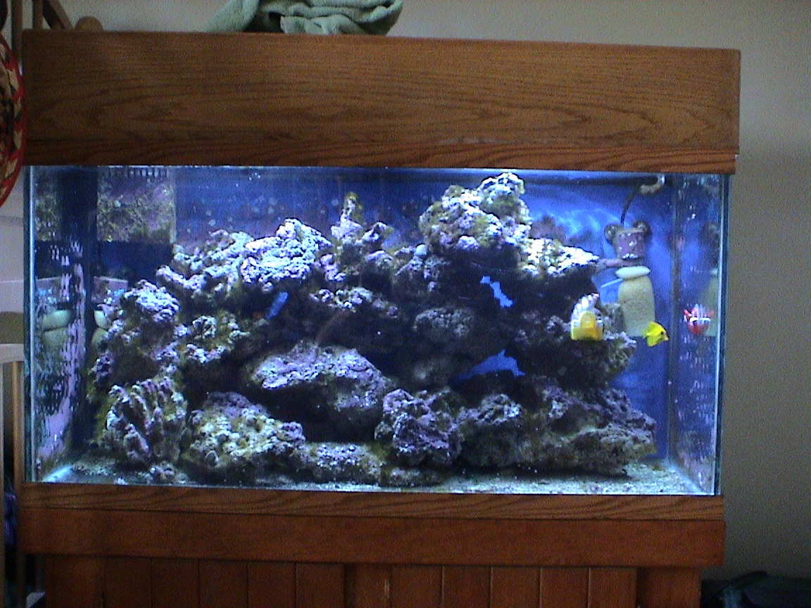 Picture Taken 1-22-05
Before I started a refugium