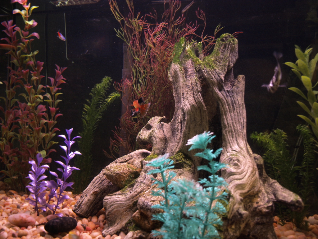Pictures of my 29 gallon freshwater tank.