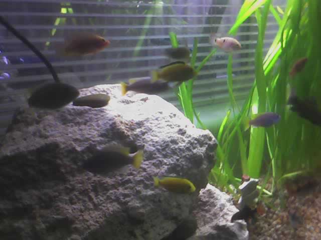 pictures were taken from a  camera phone so not to good quaility. but theres about 40 fish in there. chichlids, barbs, clown loach's, brittne nose's, 