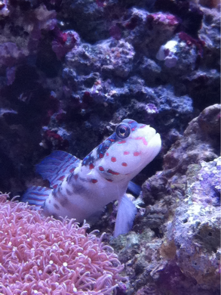 Pink spotted goby