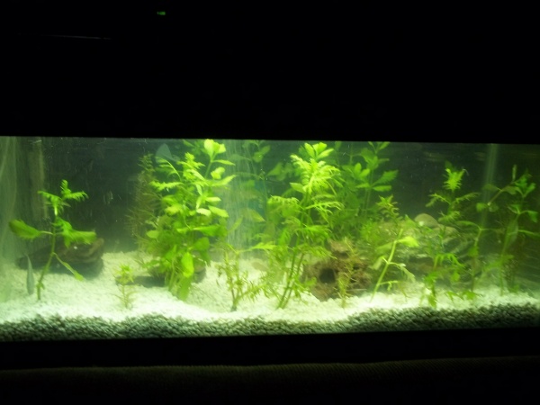 Plant grow out tank/ Bristlenose breeding tank