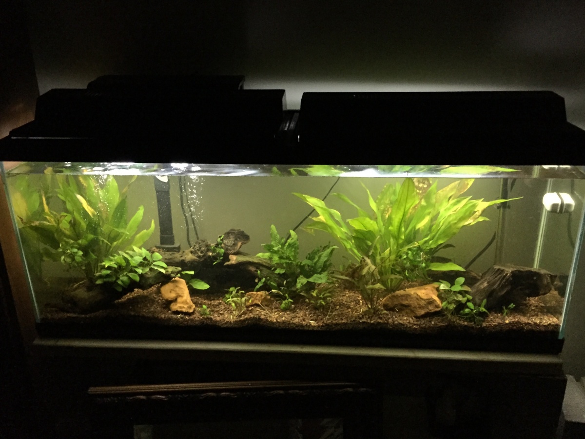 Planted 55g with new lighting.