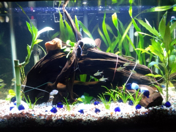 Planted with Driftwood, and yes this is the same 20 gallon tank, but now fully planted with real driftwood :)