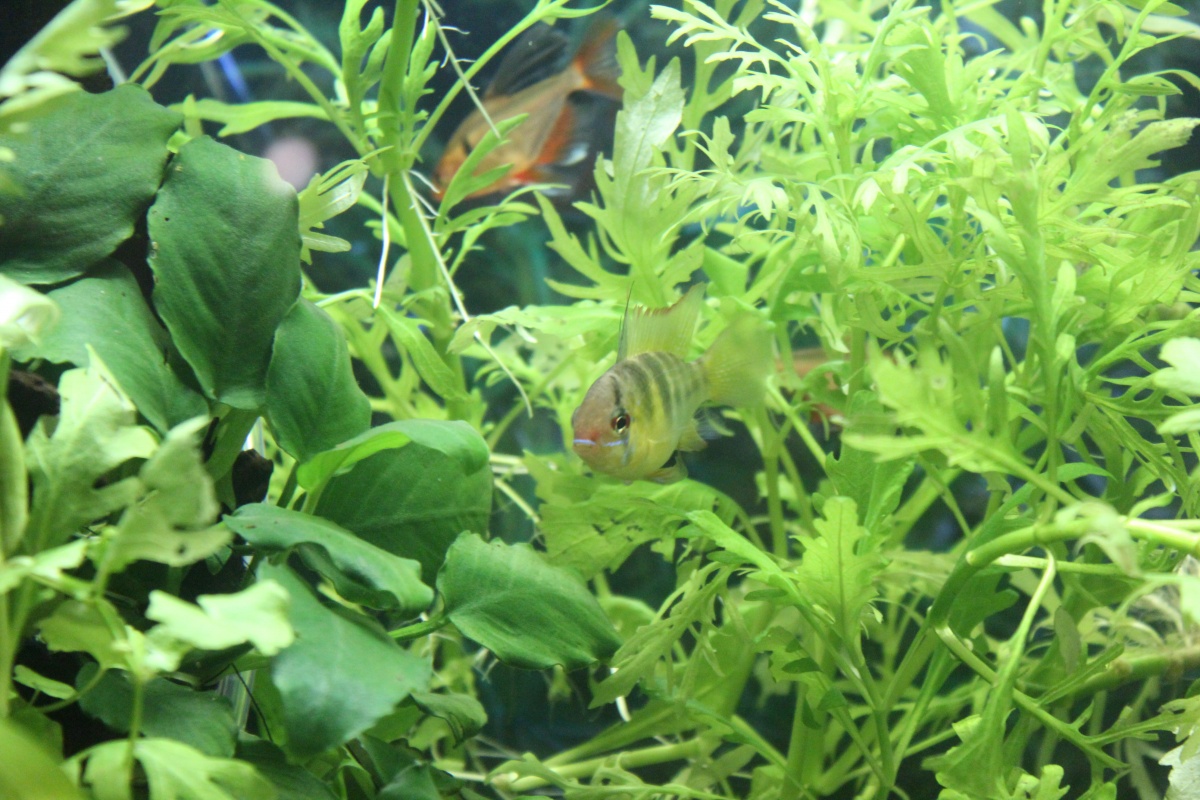 plants and fish!