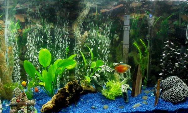 Plants & Fishies :)