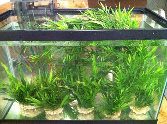 plants going in for a soak for 72 hrs.
this is the second day, no water discoloration, almost ready for DT.