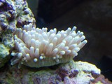 plate coral, long tentacle