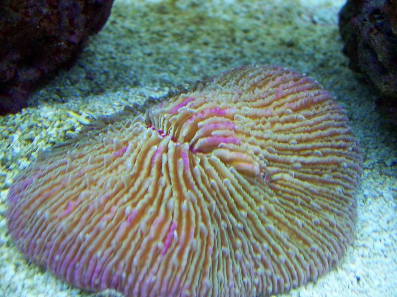 plate coral short tentacle med
