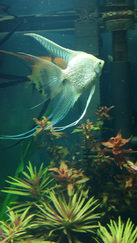 Platinum Pearlscale Veil Angelfish female